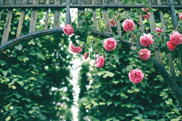 Rosen, die an einer hölzernen Pergola im Garten hochklettern.